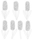 Set hyacinths flowers black and white colors. Botanical colourful vector illustration Royalty Free Stock Photo